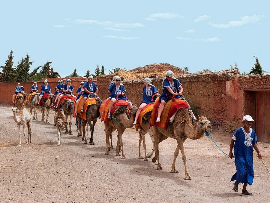 Buggy camels Marrakech
