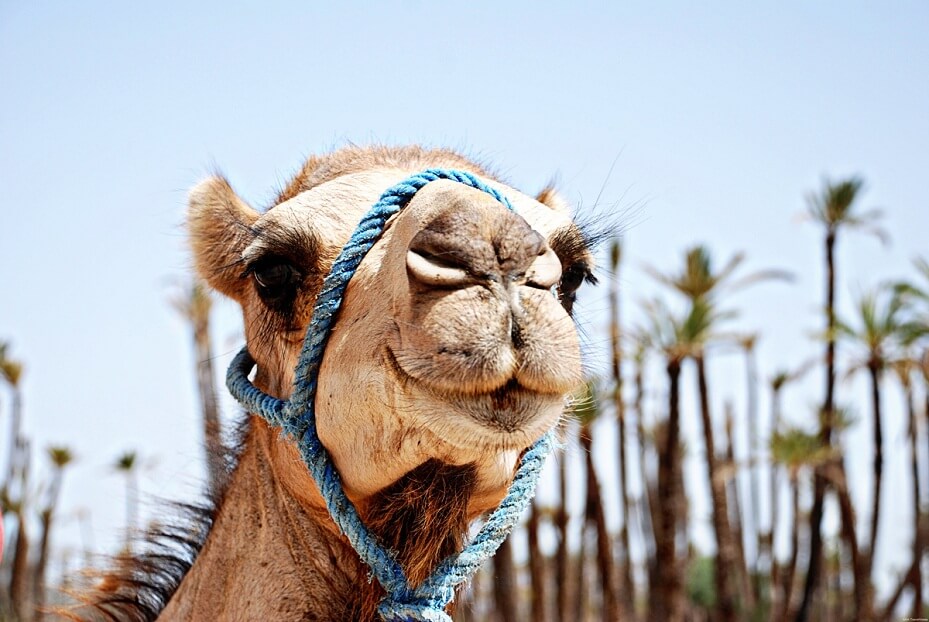 Marrakech Excurions, Camel ride in Marrakech
