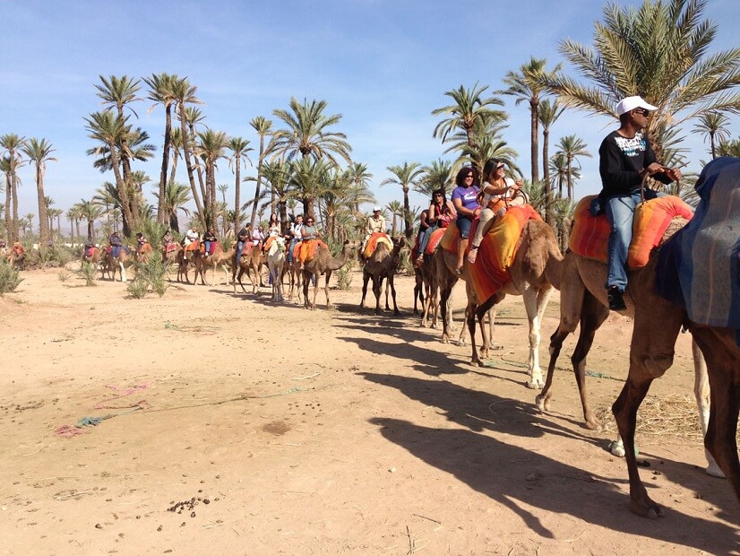 Giro in dromedario a Marrakech