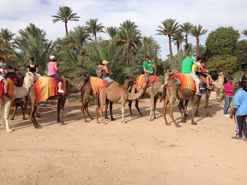 Marrakech Excurions, Camel ride in Marrakech