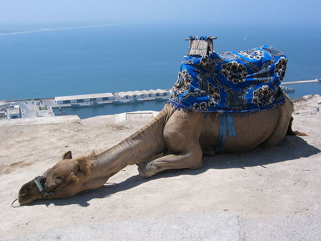 Marrakech Excurions, Visite guidÃ©e de Agadir