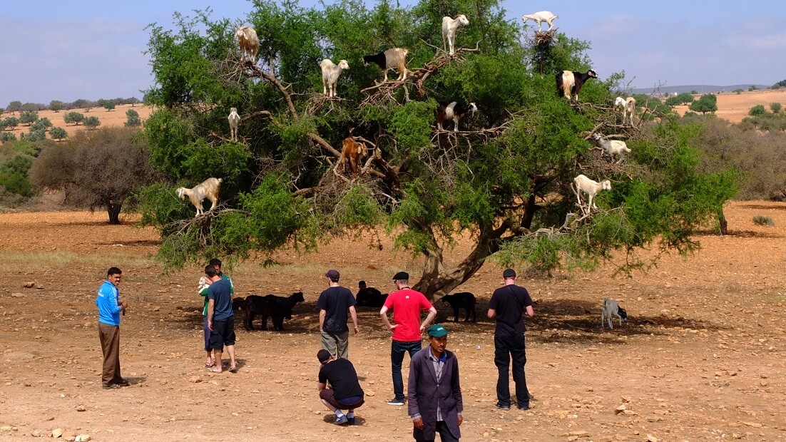 Marrakech Excurions, Excursion Essaouira au départ de Marrakech en privé