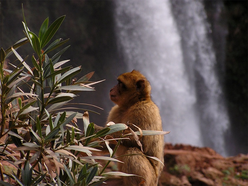 Marrakech Excurions, Excursion Ouzoud de Marrakech en groupe